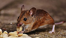 24 Hour & Emergency Exterminators in Hillsdale, NJ